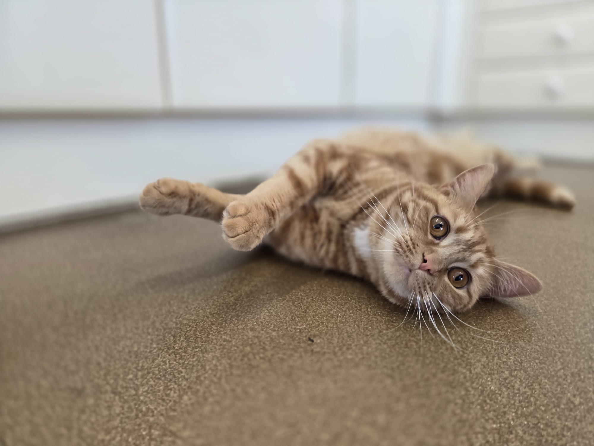 Calming a stressed cat at home