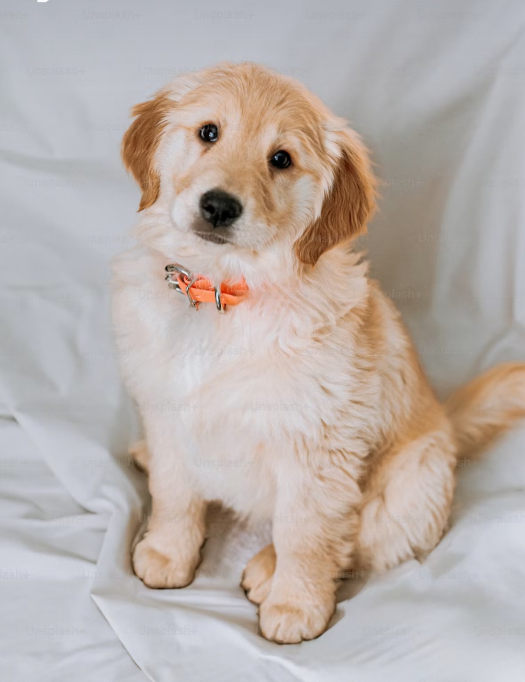 What puppies should (and shouldn't) eat